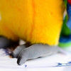 Toy - LightningStore Adorable Cute Colorful Green Yellow Red Blue Orange Parrot Doll Realistic Looking Stuffed Animal Plush Toys Plushie Children's Gifts Animals