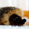 Toy - LightningStore Adorable Cute Hedgehog Doll Realistic Looking Stuffed Animal Plush Toys Plushie Children's Gifts Animals + Toy Organizer Bag Bundle