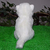 Toy - LightningStore Super Cute White Persian Cat Kitten Doll Realistic Looking Stuffed Animal Plush Toys Plushie Children's Gifts Animals ...