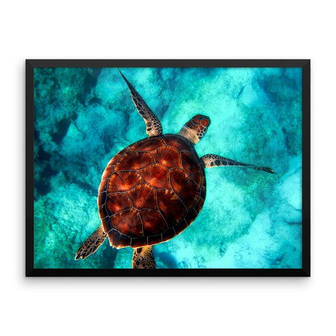 Turtle Swimming Framed Photo Poster Wall Art Decoration Decor For Bedroom Living Room