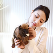 LightningStore Adorable Cute Spainish Bull Bison Ranch Cowboy Matador Doll Realistic Looking Stuffed Animal Plush Toys Plushie Children's Gifts Animals