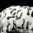 New Release!! LightningStore Cute Black and White Snow Leopard Doll Realistic Looking Stuffed Animal Plush Toys Plushie Children's Gifts Animals