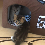 Cat House - Cute Igloo Style Cat Home Bed for Cats and Kittens