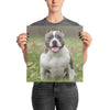 American Bully Poster