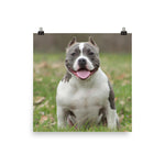 American Bully Poster