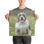 American Bully Poster