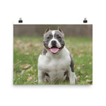 American Bully Poster