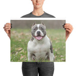 American Bully Poster