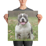 American Bully Poster