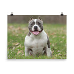 American Bully Poster