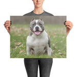 American Bully Poster