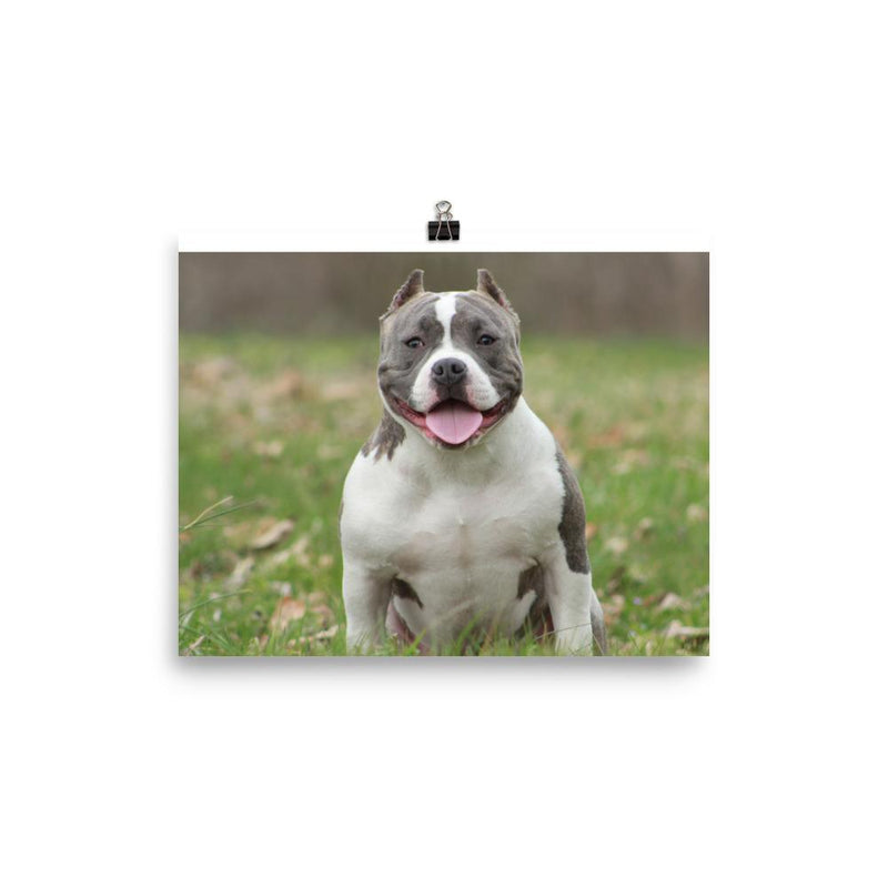American Bully Poster
