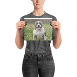American Bully Poster
