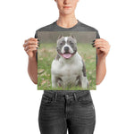 American Bully Poster