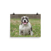 American Bully Poster