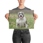 American Bully Poster