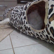 Cat Tunnel Leopard Print With Walking Sound