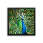 Green Peacock Framed Photo Poster Wall Art Decoration Decor For Bedroom Living Room