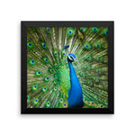 Green Peacock Framed Photo Poster Wall Art Decoration Decor For Bedroom Living Room