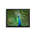 Green Peacock Framed Photo Poster Wall Art Decoration Decor For Bedroom Living Room