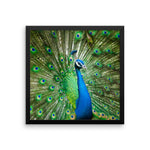 Green Peacock Framed Photo Poster Wall Art Decoration Decor For Bedroom Living Room