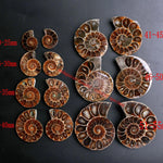 Ammonite Fossil Pair - Cut Ammonite Shell - Madagascar Ammonite Specimen - Opalised Ammonite - Reiki Healing - Jewelry Making - Prehistoric