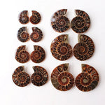 Ammonite Fossil Pair - Cut Ammonite Shell - Madagascar Ammonite Specimen - Opalised Ammonite - Reiki Healing - Jewelry Making - Prehistoric