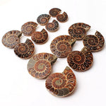 Ammonite Fossil Pair - Cut Ammonite Shell - Madagascar Ammonite Specimen - Opalised Ammonite - Reiki Healing - Jewelry Making - Prehistoric