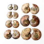 Ammonite Fossil Pair - Cut Ammonite Shell - Madagascar Ammonite Specimen - Opalised Ammonite - Reiki Healing - Jewelry Making - Prehistoric