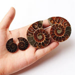 Ammonite Fossil Pair - Cut Ammonite Shell - Madagascar Ammonite Specimen - Opalised Ammonite - Reiki Healing - Jewelry Making - Prehistoric