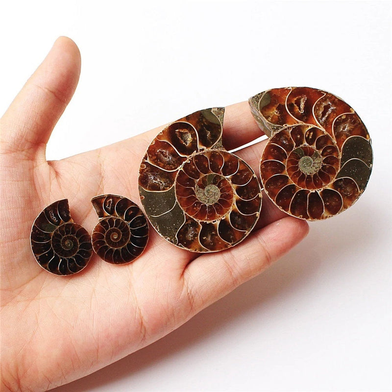 Ammonite Fossil Pair - Cut Ammonite Shell - Madagascar Ammonite Specimen - Opalised Ammonite - Reiki Healing - Jewelry Making - Prehistoric