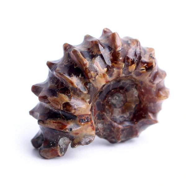 Ammonite Fossil - Uncut Ammonite Shell - Madagascar Ammonite Specimen - Opalised Ammonite - Reiki Healing - Jewelry Making - Prehistoric