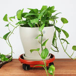 Drainage Trays With Wheel - Succulent Planter Drip Tray - Drain Dish Planter Pot Water Catcher Minimalist Simple Plant Saucer Drainage Plate