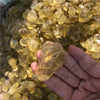 Raw Golden Topaz Stone - Raw Topaz Stone - Raw Topaz Crystal - Imperial Topaz Crystal - Mineral Rock - November Birthstone - Worry Stone