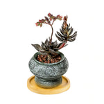 Drainage Tray- Succulent Planter Drip Tray- Drain Dish- Planter Pot Water Catcher- Drainage Plate- Minimalist Simple Plant Saucer - Home