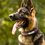 Personalized Leather Dog Collar, Custom Dog Collar with Name Plate, Engraved Dog Collar, Leather Dog Collar, Small Medium Large Dogs