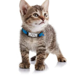Custom Cat Collar, Personalized Pet Collars for Kittens, Boy Cat Collar, Girl Cat Collar,  Collar with Name, Breakaway Adjustable Strap