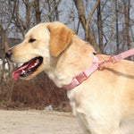 Personalized Dog Collar and Leash Set, Custom Dog Collar with Name Plate, Engraved Dog Collar, Leather Dog Collar, Small Medium Large Dogs