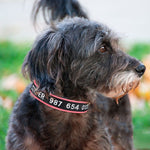 Personalized Collar, Custom Dog Collar Embroidered with Pet Name Phone Number, Pet Collar, Personalized Dog Collar, Small Medium Large Dogs