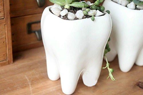 tooth pot plant LightningStore Ceramic White Tooth Teeth Succulent Plants Pot Microlan