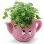 Lawn & Patio - LightningStore Cute Green Pink Blue Yellow Happy Angry Face Flower Plant Tea Pot Succulent Box Planter Flower Pot Eco Bottle Miniature Miero Landscape Vivaria Plants Pot