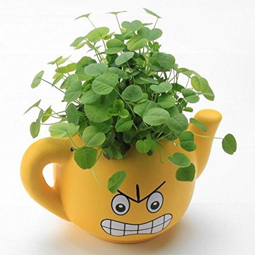 happy face plant pot LightningStore Cute Yellow Blue Pink Green Happy Angry Face Flower Pla