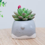 Limited Edition Schnauzer Flower Pot
