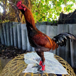 ถุงมือป้องกันไก่ชน ไก่ตัวผู้ ไก่ชน ถุงมือป้องกันสำหรับการชนไก่