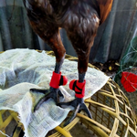 ถุงมือป้องกันไก่ชน ไก่ตัวผู้ ไก่ชน ถุงมือป้องกันสำหรับการชนไก่