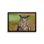 Starring Owl Framed Photo Poster Wall Art Decoration Decor For Bedroom Living Room