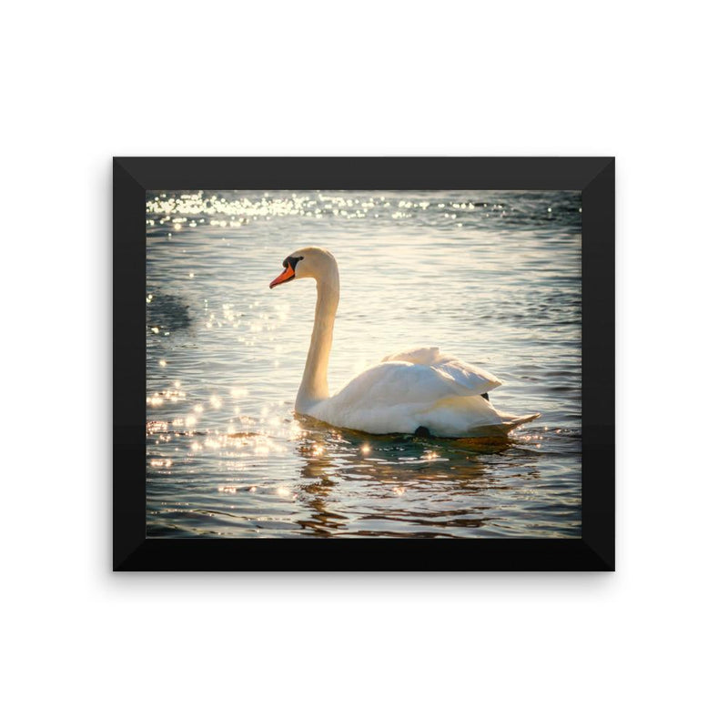 Swan Framed Photo Poster Wall Art Decoration Decor For Bedroom Living Room
