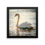 Swan Framed Photo Poster Wall Art Decoration Decor For Bedroom Living Room