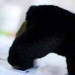 Toy - LightningStore Adorable Cute Baby Black Bear Doll Realistic Looking Stuffed Animal Plush Toys Plushie Children's Gifts Animals