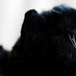 Toy - LightningStore Adorable Cute Black Baby Cat Kitten Doll Realistic Looking Stuffed Animal Plush Toys Plushie Children's Gifts Animals